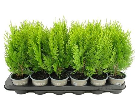 Platycladus Or Aurea Nana