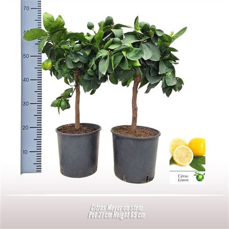 Citrus Meyer On Stem