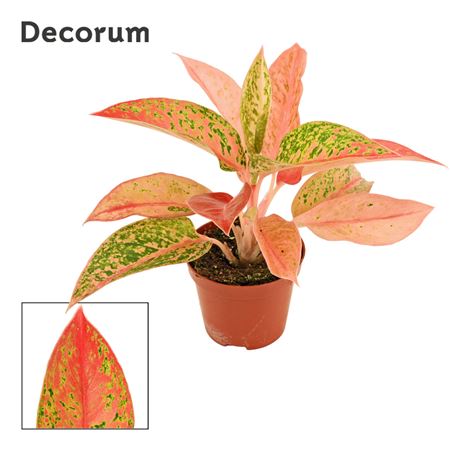 Aglaonema Prestige (decorum)
