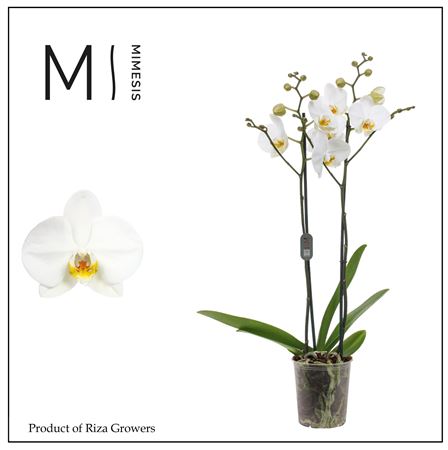 Phal 2st London 16+ (mimensis)