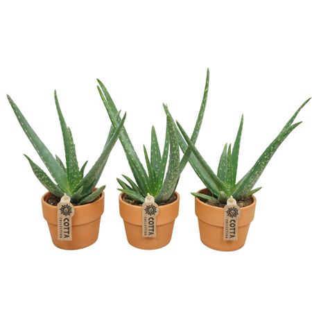 Aloe Vera In Terracotta Kraagpot