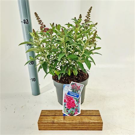 Buddleja Dav Little Ruby (butterfly Candy)