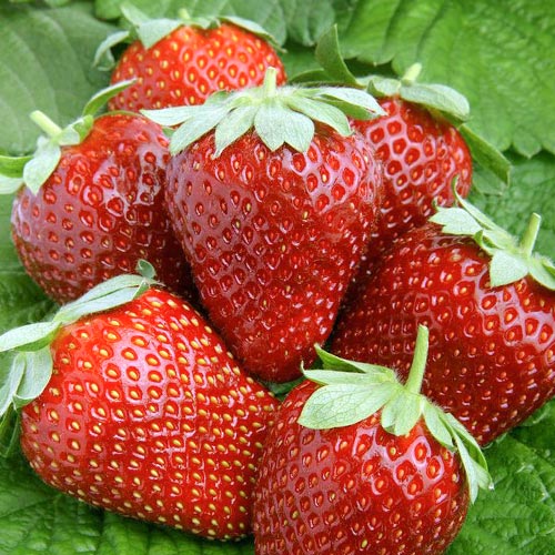 Земляника Альтесс