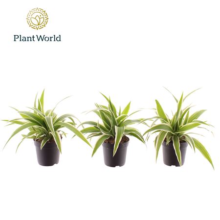 Chlorophytum Ocean