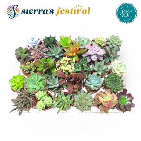 Succulent Sierra's Deluxe
