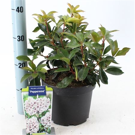 Kalmia Lat Peppermint