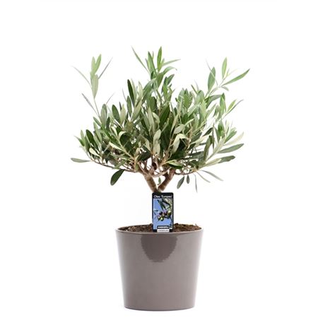 Olea Europaea In Ceramic Roma Taupe