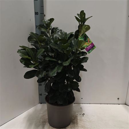 Prunus Laur Etna