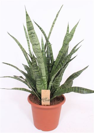 Sansevieria Diamond Green