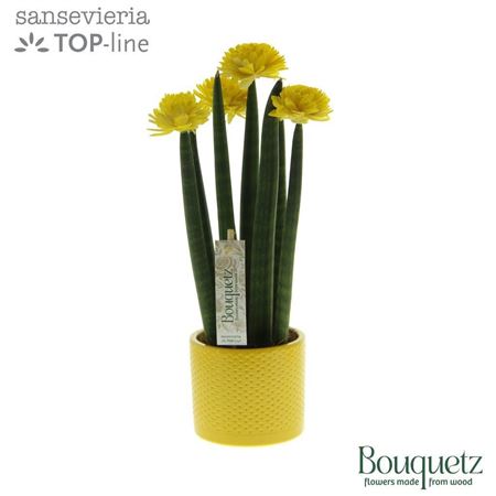 Sansevieria Keram