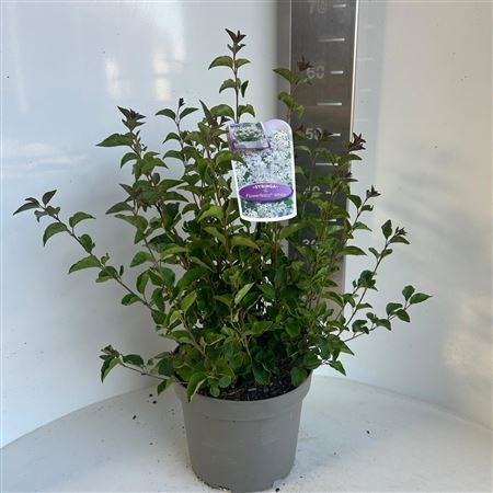 Syringa Meyeri Flowerfesta White