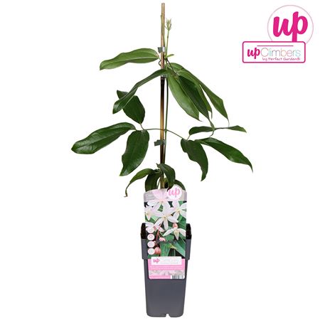 Clematis Armandii Apple Blossom