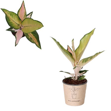 Aglaonema China Pink