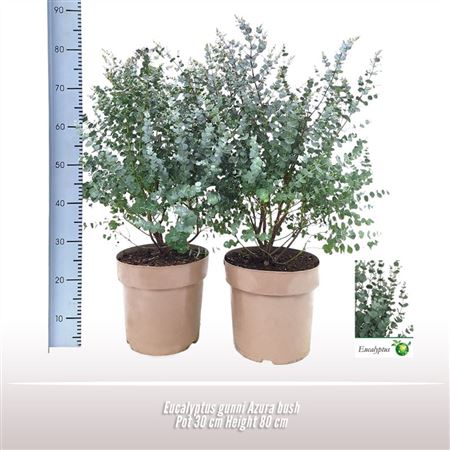 Eucalyptus Gunnii Azura Bush