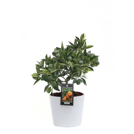 Citrus Calamondin In Ceramic White Roma