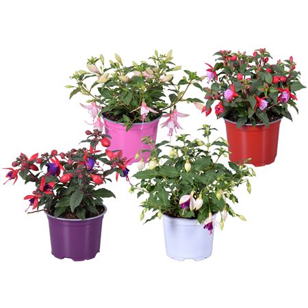 Fuchsia Bella Mix