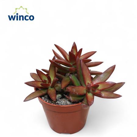 Sedum Firestorm