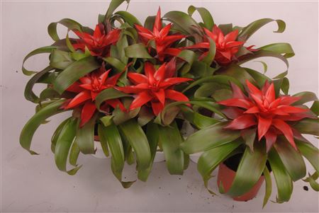 Guzmania Revolution