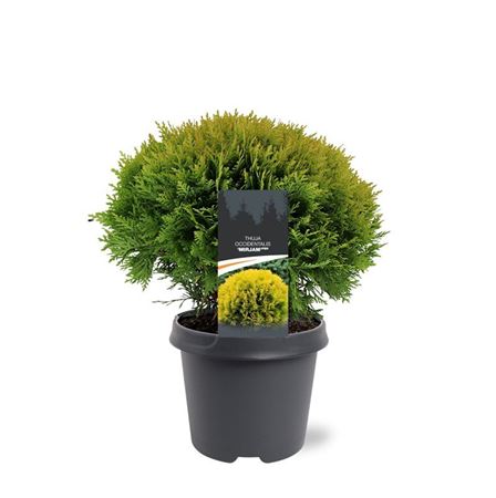 Thuja Occ Mirjam