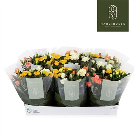Rosa Kordana Pastel Mix In Bowl