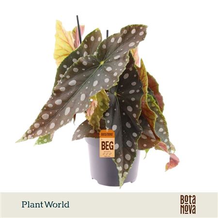 Begonia Maculata Mega Dot
