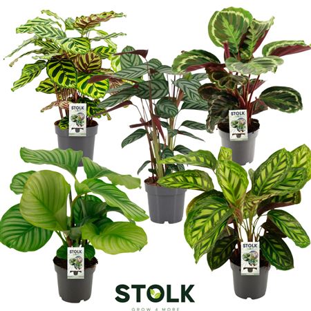 Calathea Mix