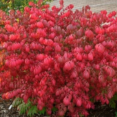 Бересклет крылатый Компактус в тубе