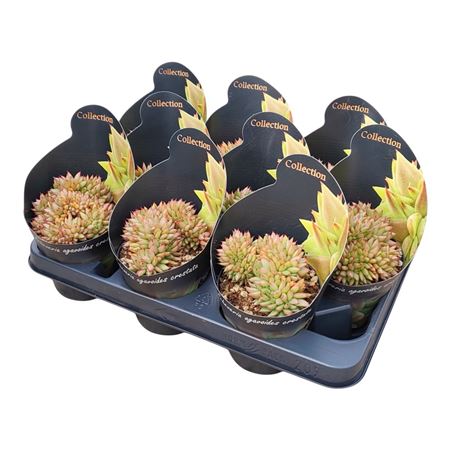 Echeveria Agavoides Cristata Potcover
