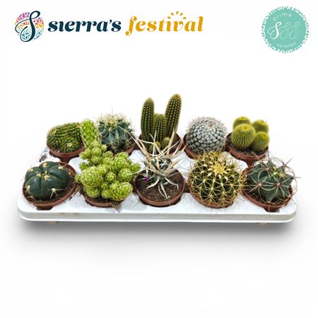 Cactus Mix (10spc.)