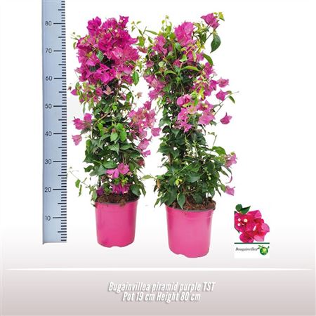 Bougainvillea Purple Pyramid