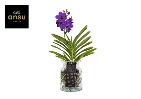 Vanda Bose Blue