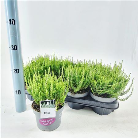 Calluna Gg Elisa