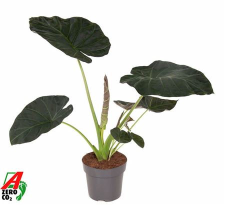 Alocasia Regal Shields