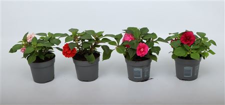 Impatiens Glimmer Double Mix