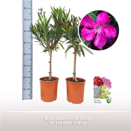 Nerium Oleander Yellow On Stem