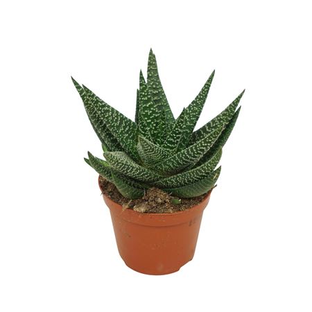 Gasworthia