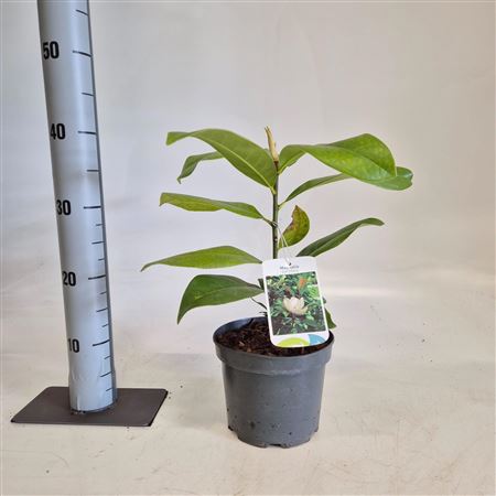Magnolia Grandiflora