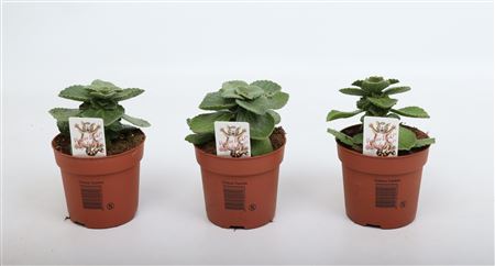 Coleus Verpiss Dich