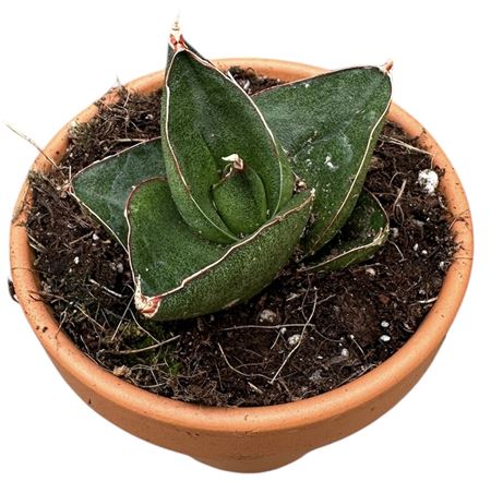 Sansevieria Opera House