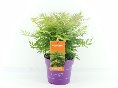 Sorbaria Sorb Matcha Ball
