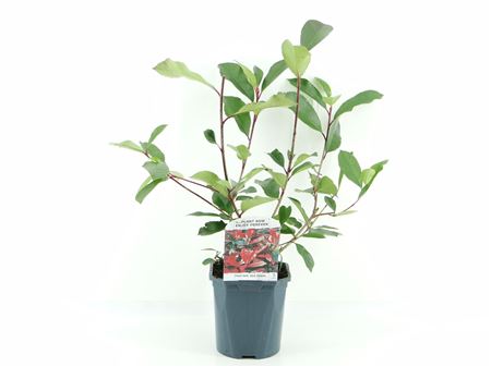 Photinia Fras Red Robin