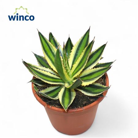 Agave Ssp. Mediopicta