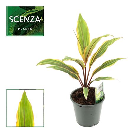 Cordyline Caramel Queen (scenza)