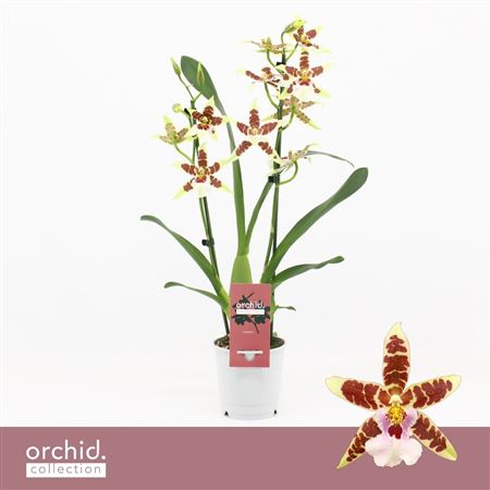 Cambria 2st White Renaissance Orchid Collection