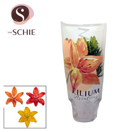 Lilium As Mix 3pp