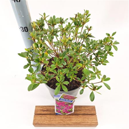 Rhododendron (aj) Geisha Purple