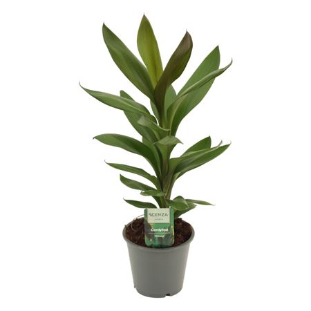 Cordyline Glauca