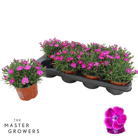 Dianthus Pillow Purple