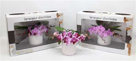 Phal L'arrangeur D'orchidee Pink (phalaenova)