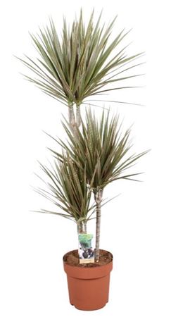 Drac Bicolor 60-30-15